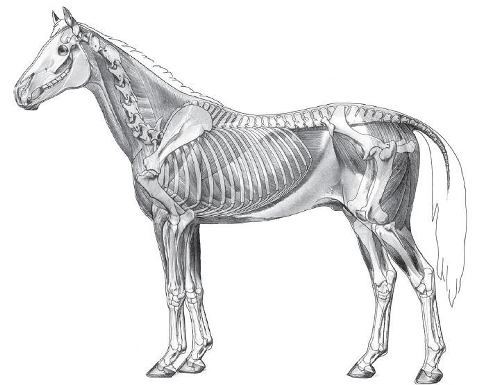Horse Anatomy